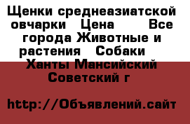 Щенки среднеазиатской овчарки › Цена ­ 1 - Все города Животные и растения » Собаки   . Ханты-Мансийский,Советский г.